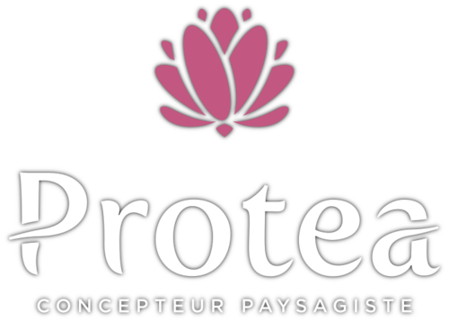 Protea
